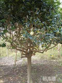 14公分无刺枸骨