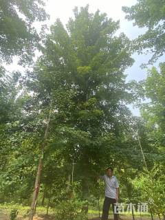 24公分美国红枫