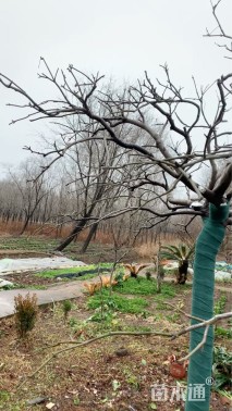 高度250厘米羽毛枫