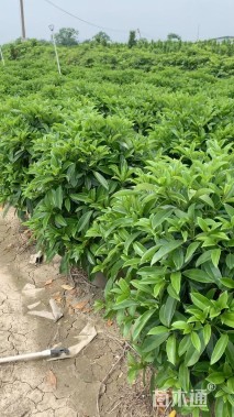 高度110厘米非洲茉莉球