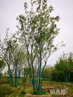 42公分(5杆)丛生朴树