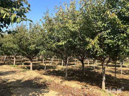 15公分日本晚樱