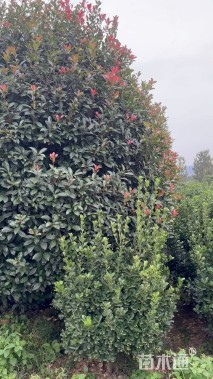 冠幅400厘米红叶石楠球