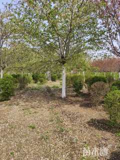 20公分染井吉野樱