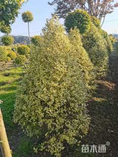 高度150厘米金姬水蜡柱