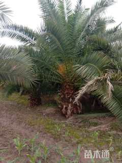 裸干高1200厘米加拿利海枣