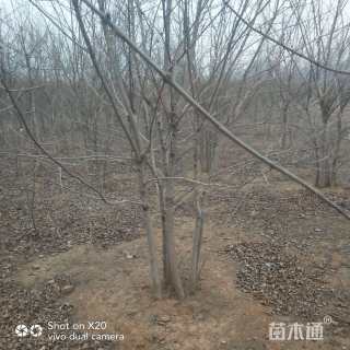 高度720厘米丛生五角枫