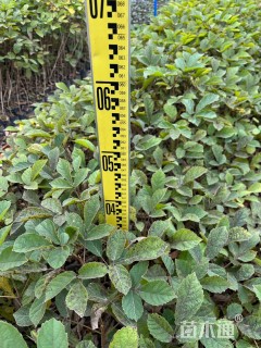 20公分黄花风铃木