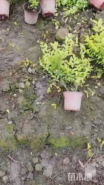 高度30厘米金冠女贞