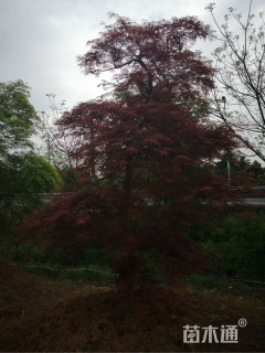 高度200厘米羽毛枫