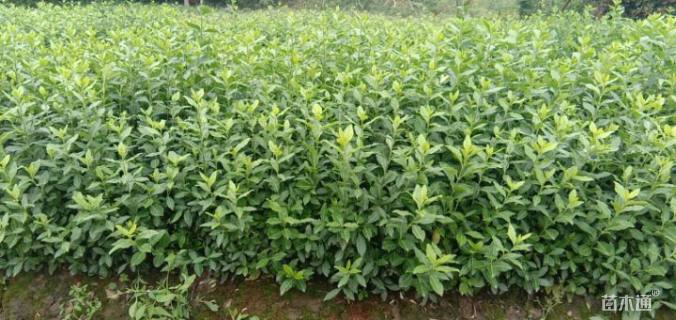 35厘米小叶扶芳藤