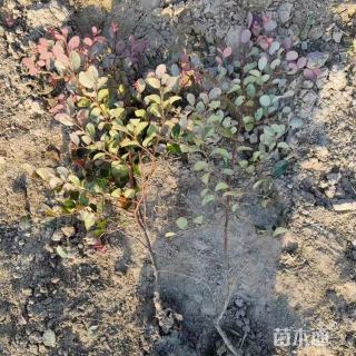 高度80厘米红花继木小苗