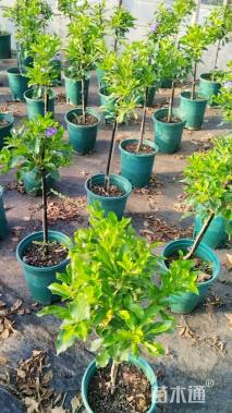 高度50厘米蓝雪花