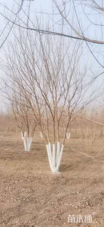 高度600厘米丛生元宝枫