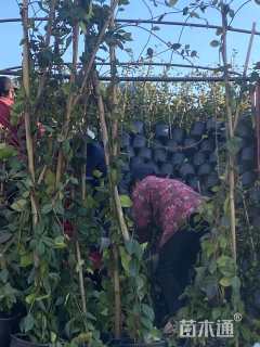 120厘米风车茉莉