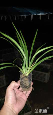 高度15厘米大花萱草