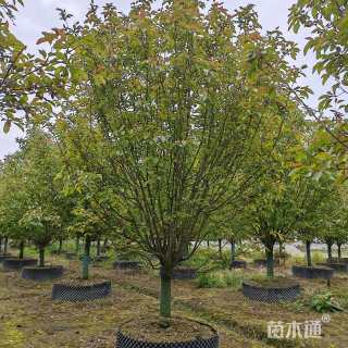 12公分绚丽海棠