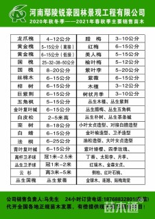 12公分金叶复叶槭