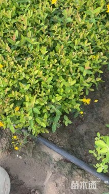 高度30厘米金丝桃