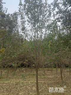 高度420厘米丁香