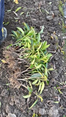 高度20厘米法国冬青