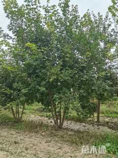 高度6厘米丛生五角枫