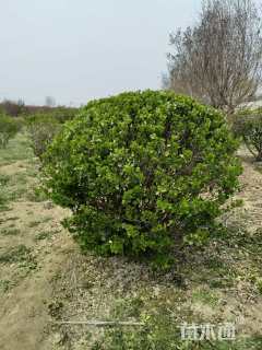 15公分高杆卫矛球