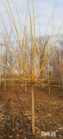 10公分黄金槐