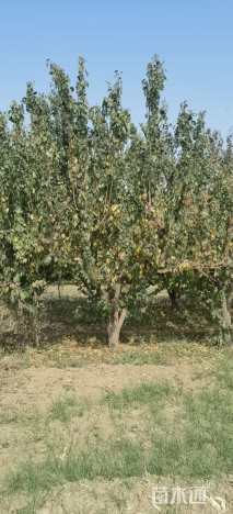 18公分杏树