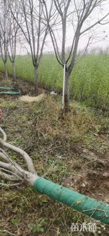 12公分绚丽海棠