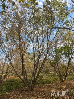 高度800厘米丛生五角枫