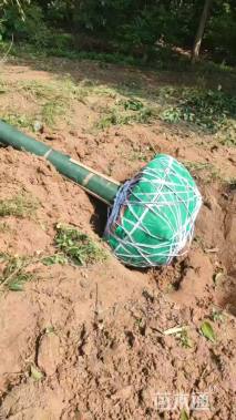 15公分大叶女贞