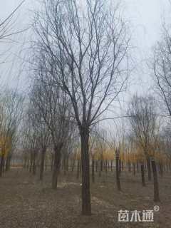 12公分柳树