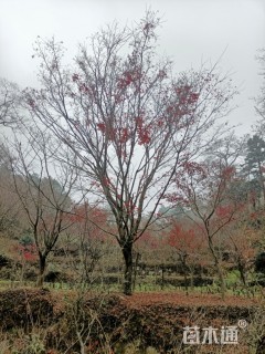 18公分染井吉野樱