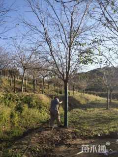 15公分高杆樱花