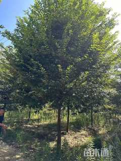 15公分榉树