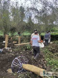 12公分垂丝海棠