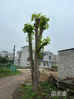 高度8000厘米兰花