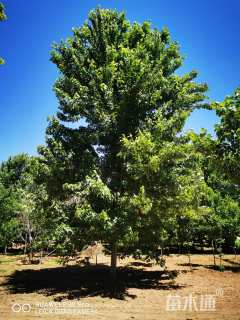 24公分美国红枫