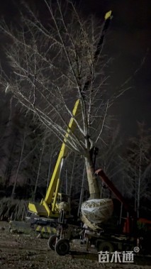 36公分嫁接银杏