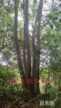 95公分多杆香樟