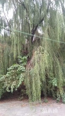 50公分垂柳