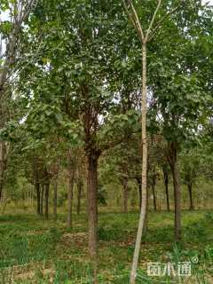 15公分楸树