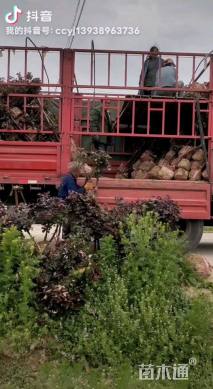 10公分树状月季