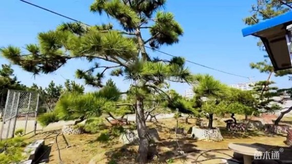 高度150厘米黑松