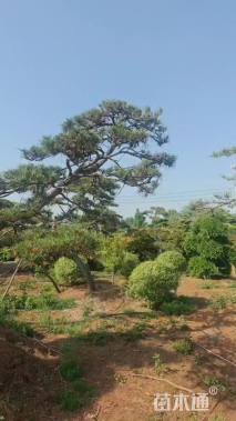 20公分造型黑松