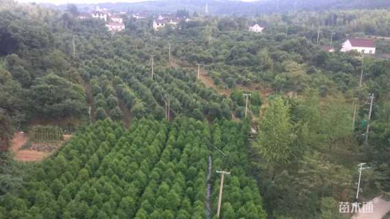 18公分墨西哥落羽杉