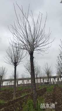 17公分金叶白蜡