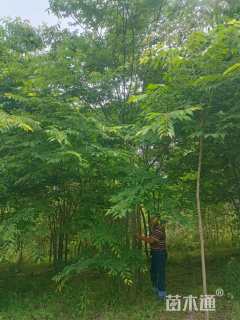 50公分(6杆)丛生榉树