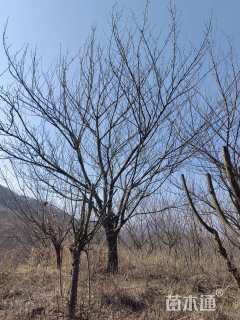 26公分日本晚樱